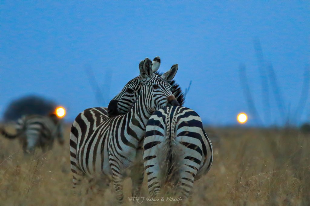 Zebra Couple Hug each other on a late evening – Nairobi National Park