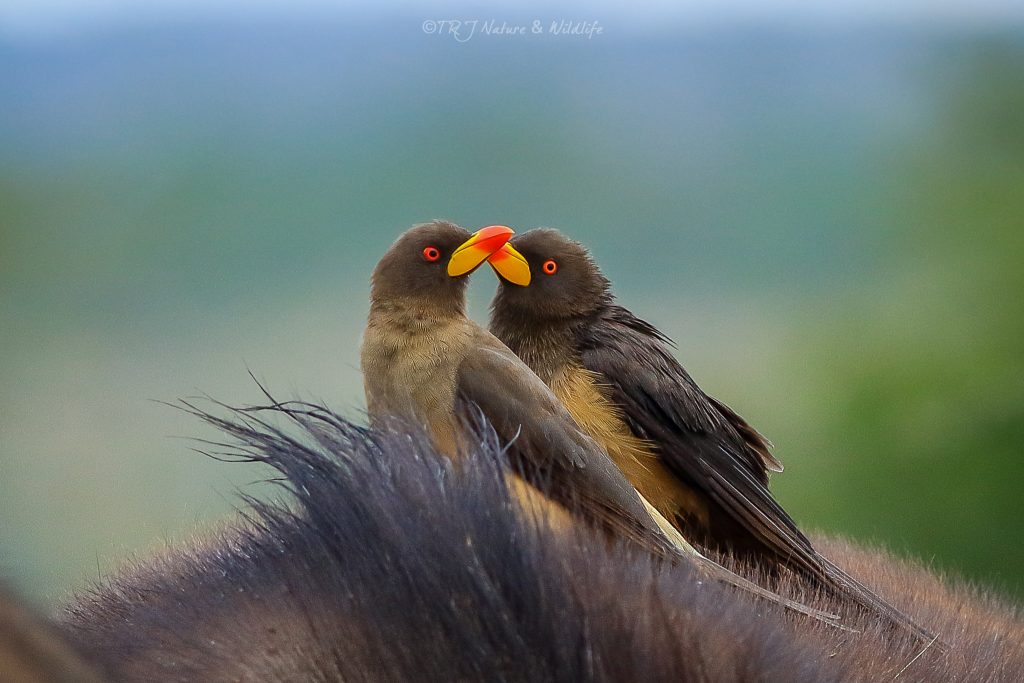 Oxpeckers chilling on a buffalo back – Nairobi National Park.