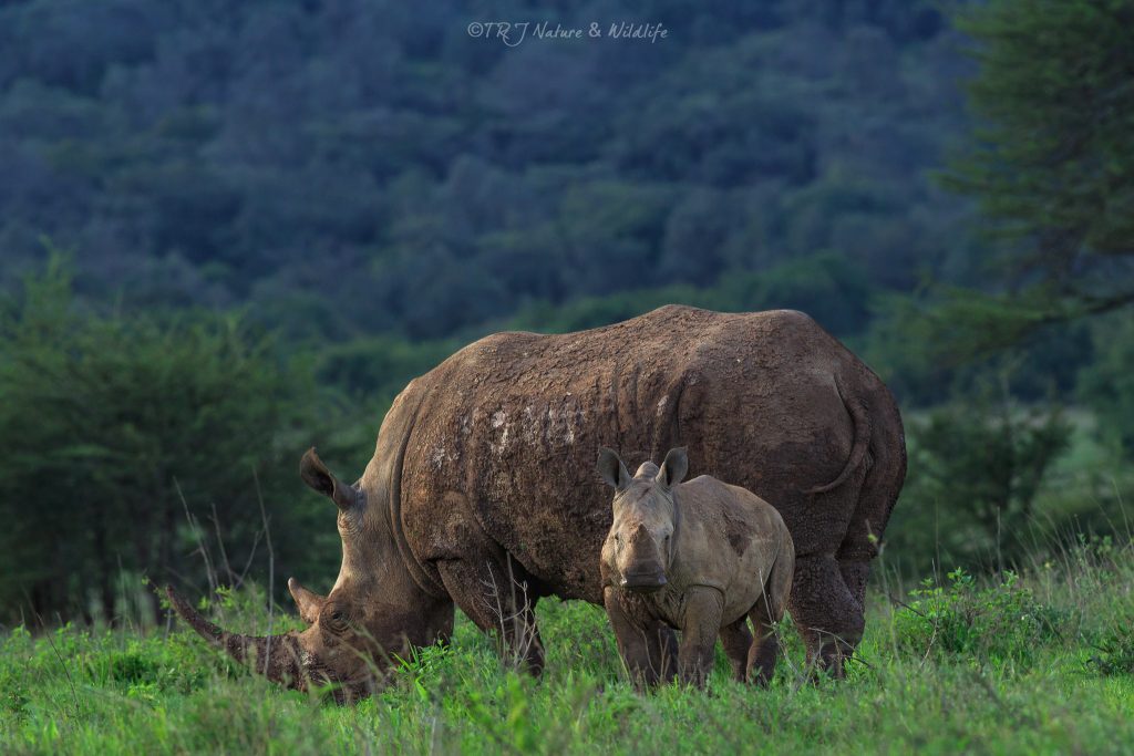 Black Rhino with her little one on a late evening.