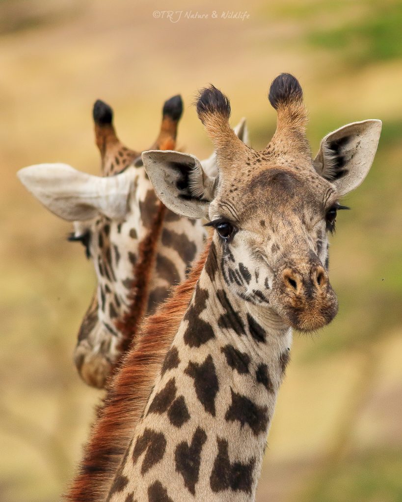 Emotional Looking Giraffe in Mirrored shot – Nairobi National Park