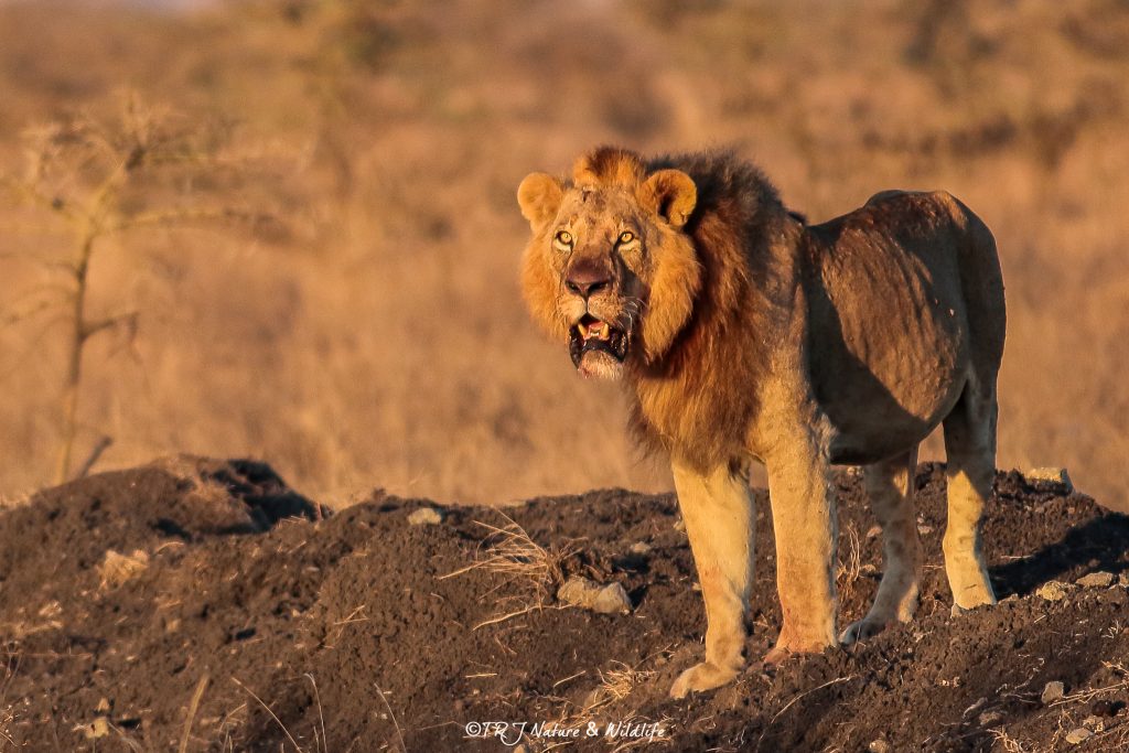 Male Lion shot during sunrise – Nairobi National Park