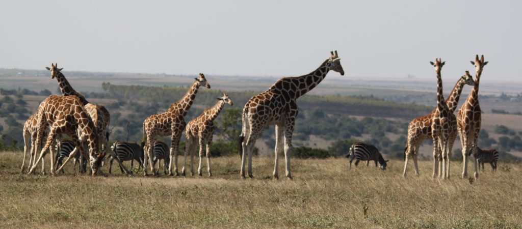 Giraffes and Zebras in Kenya