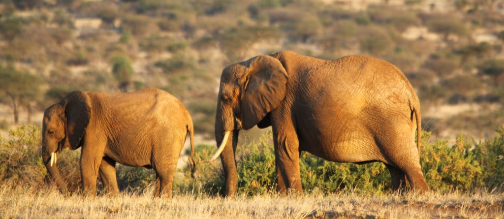 Two beautiful Elephants in Kenya