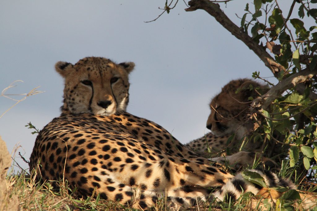 Cheetahs in the Masai Mara