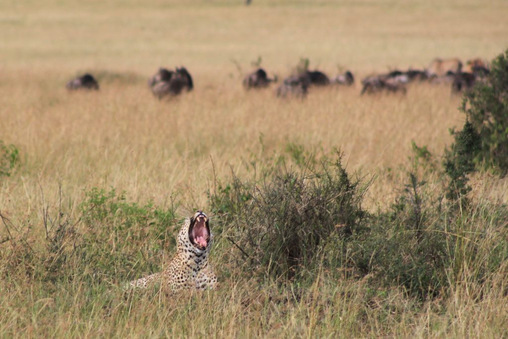 Cheetah yawning in Kenya