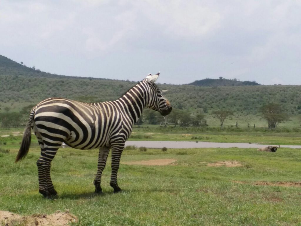 Zebra stallion