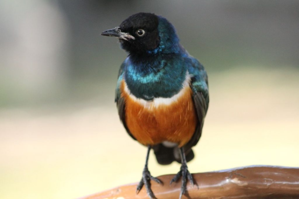 Starling in Kenya