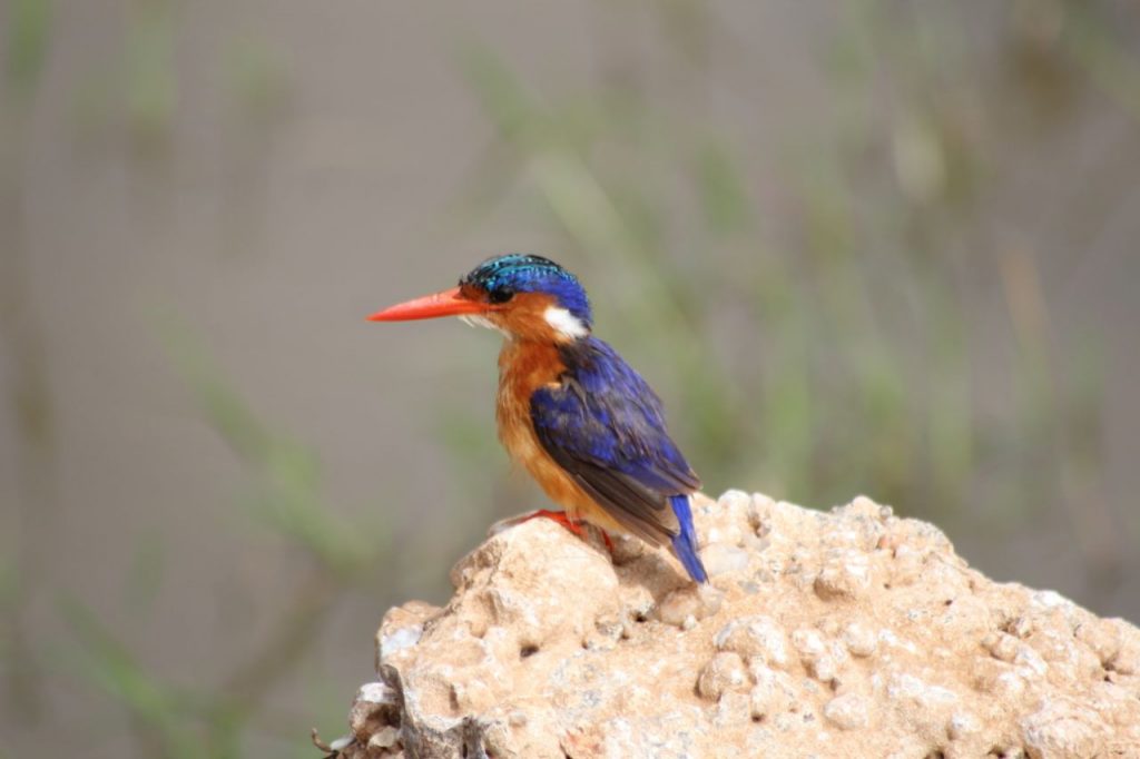 Malachite Kingfisher in Kenya