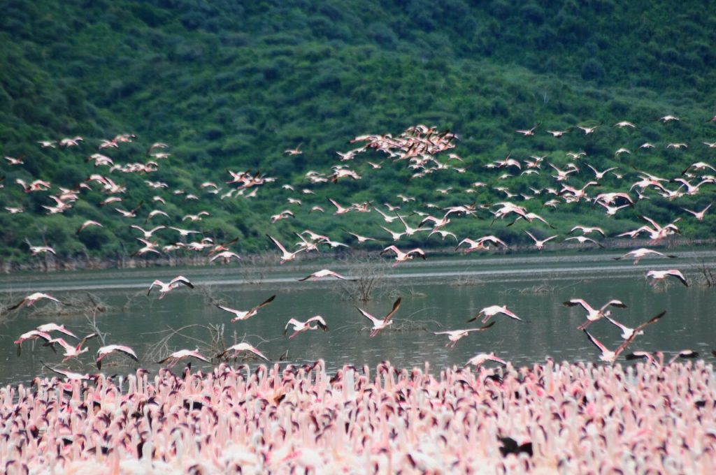 Flamingoes Lake Bogoria