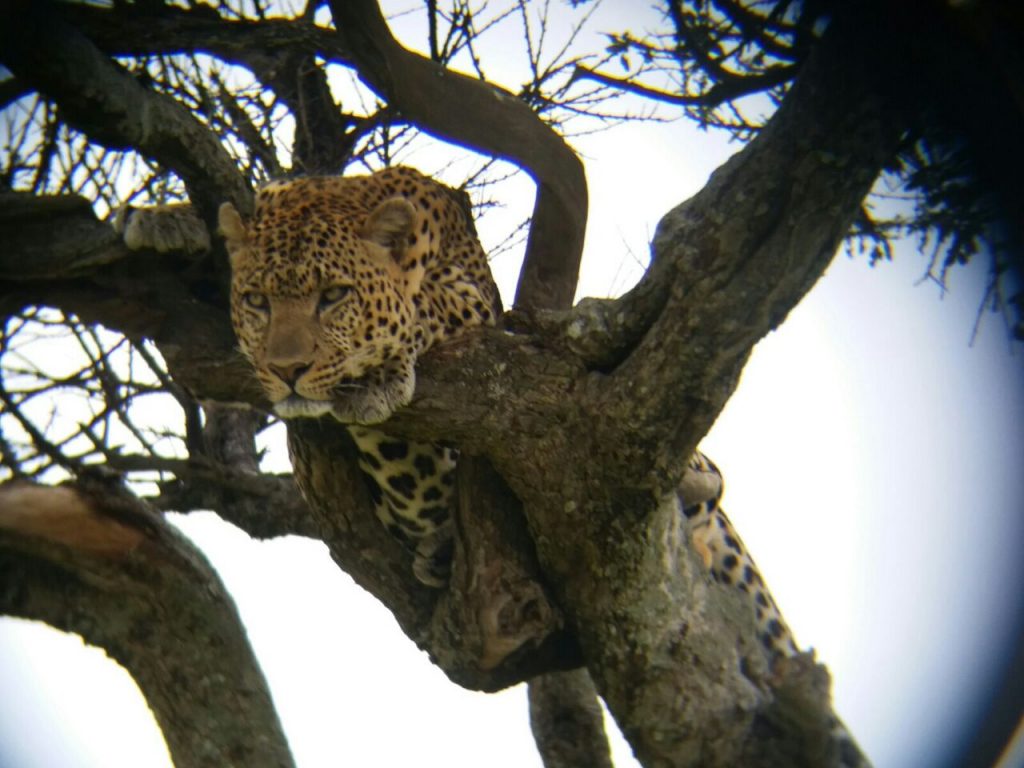 Leopard in a tree