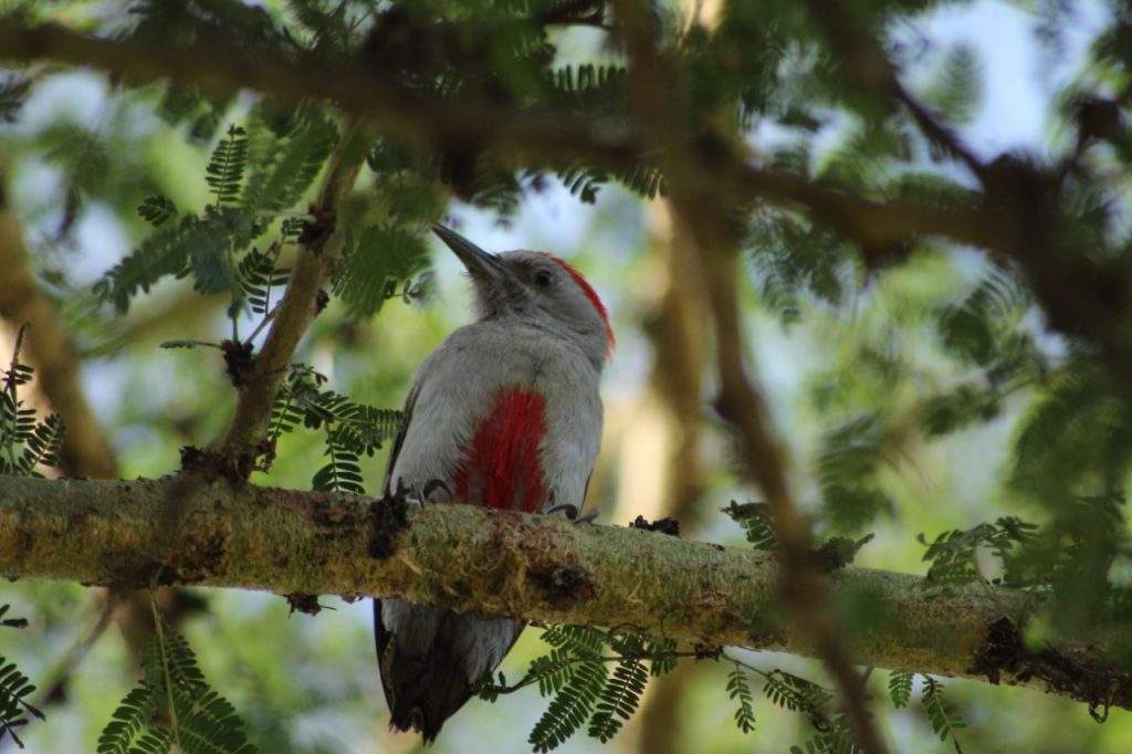 African grey woodpecker in Kenya