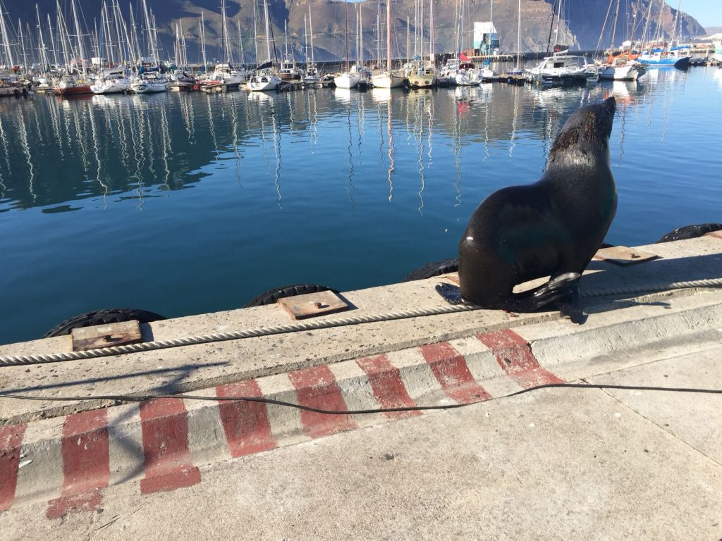 A seal beside the water in South Africa