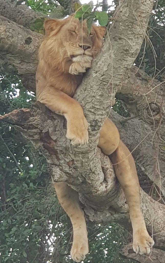 lion in tree, Uganda