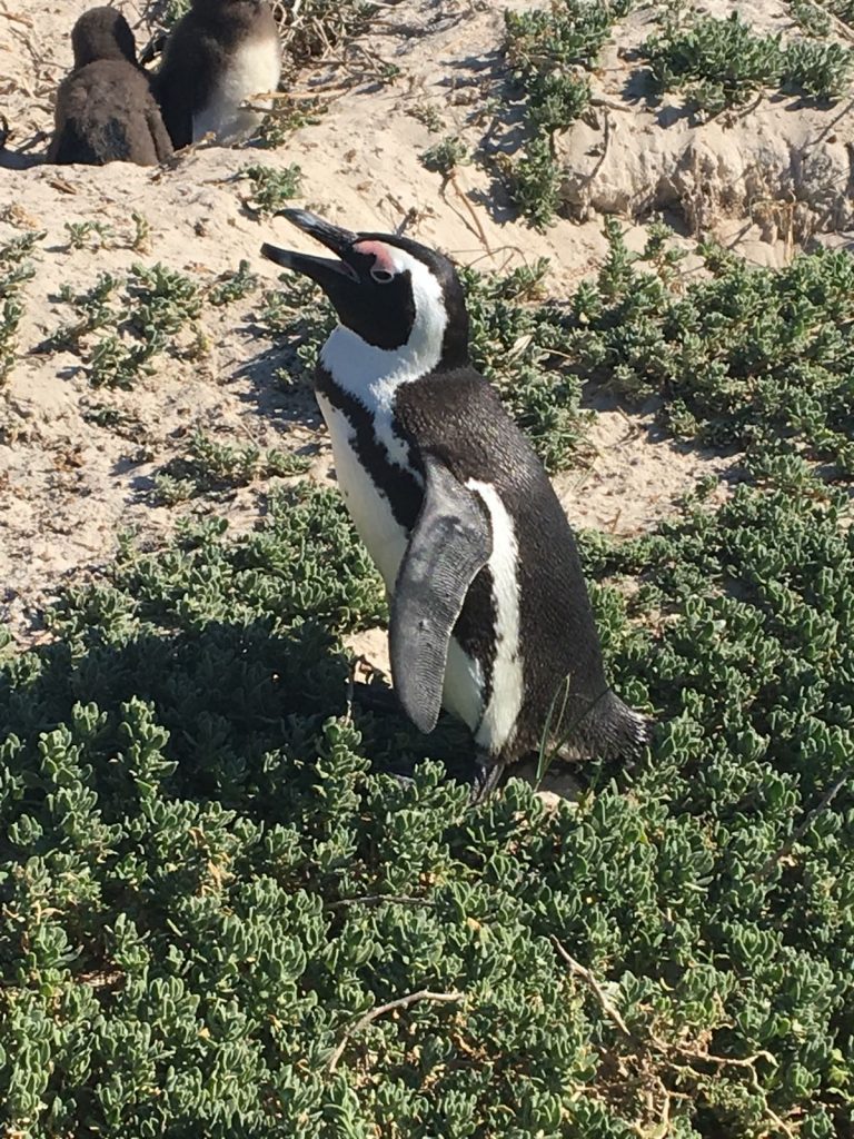 Penguins on Boulders Beach, South Africa