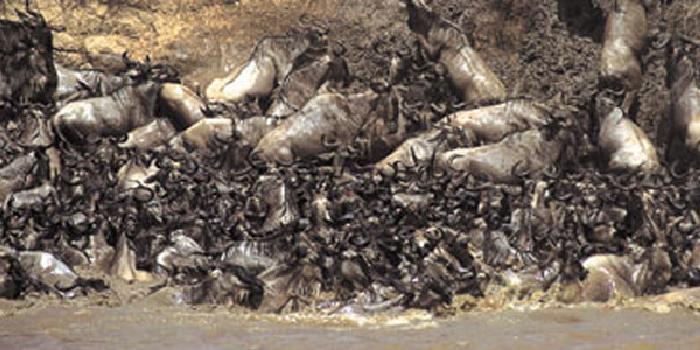 The Wildebeest Migration on Kenya Safari