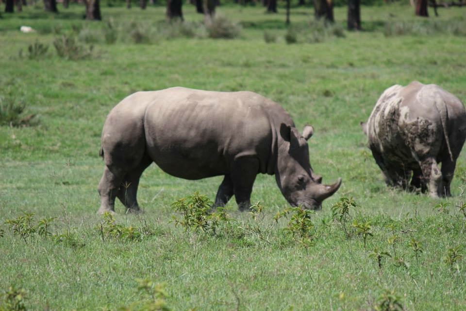 Two Rhinos in Kenya