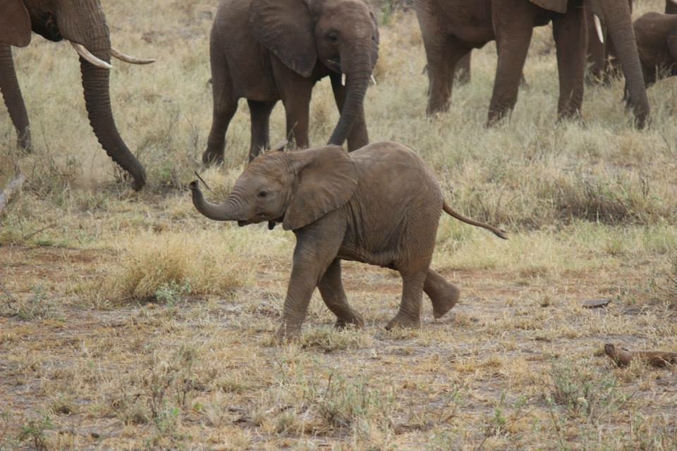 Baby elephant in Kenya