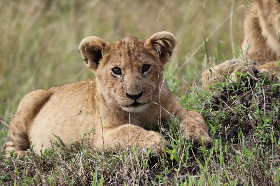 Lion cub in Kenya