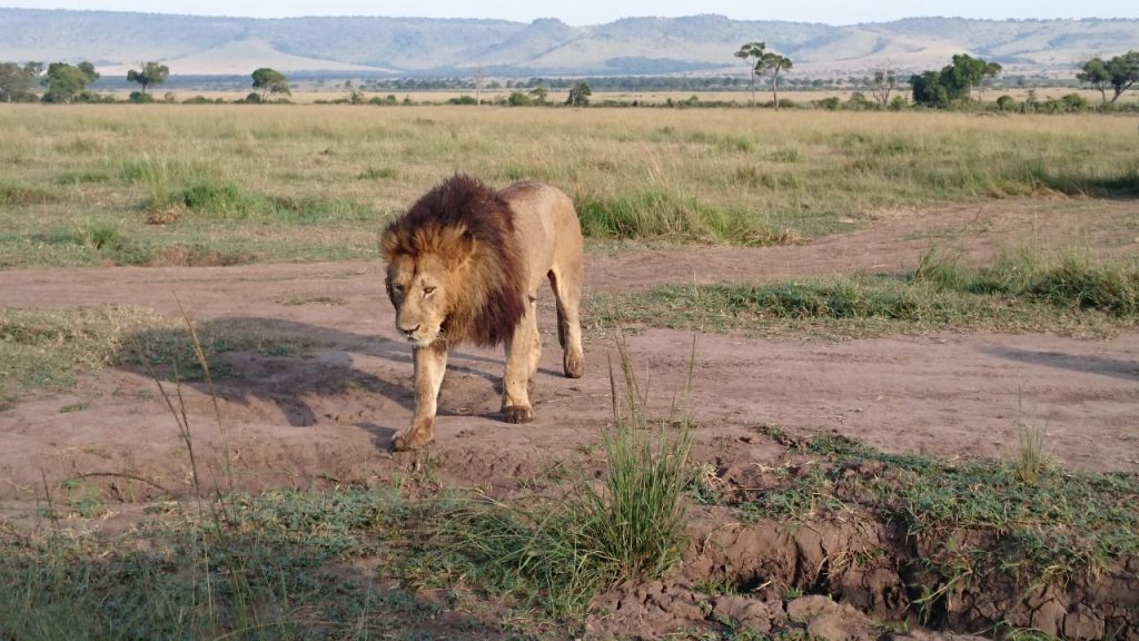 Lion in Masai Mara