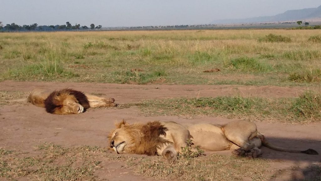 Two sleeping lions