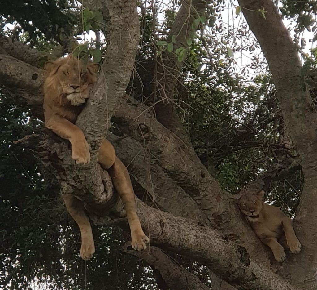 lions in trees Uganda