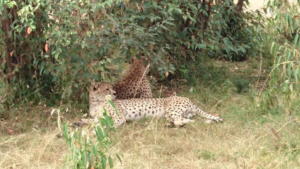 Cheetahs in the shade in Masai Mara