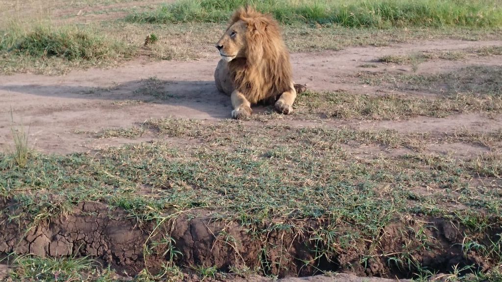 Lion relaxing in the Masai Mara