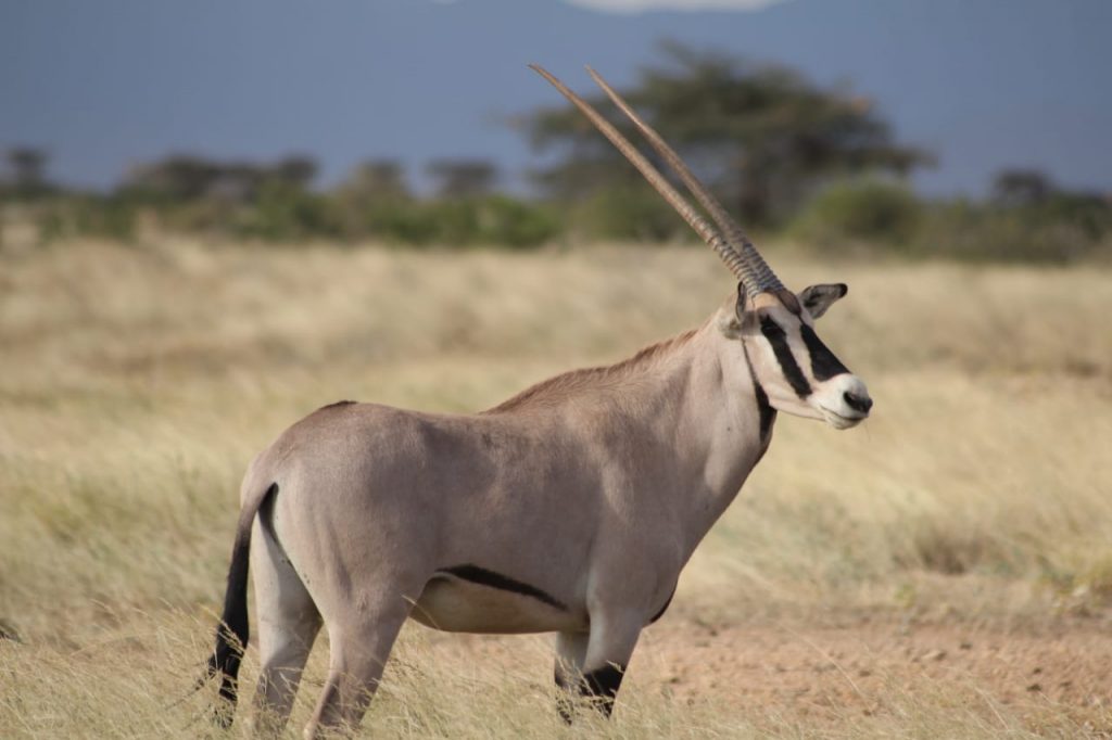 Antelope in Samburu