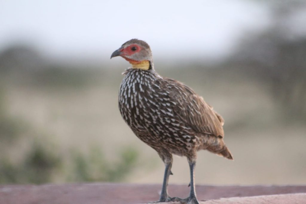 Birdlife in Samburu