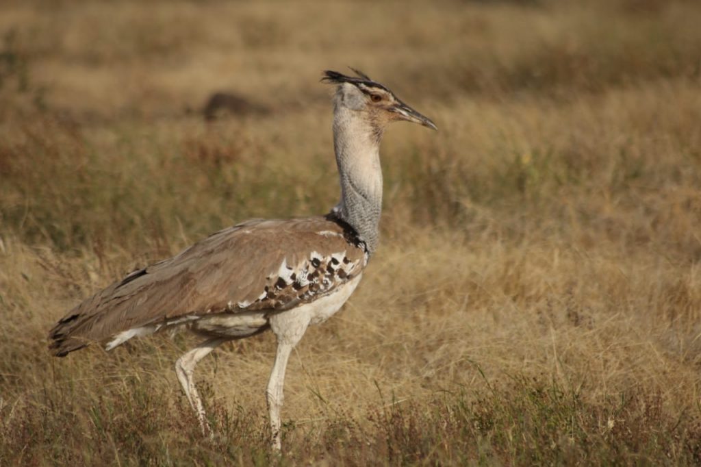 Birdlife in Samburu