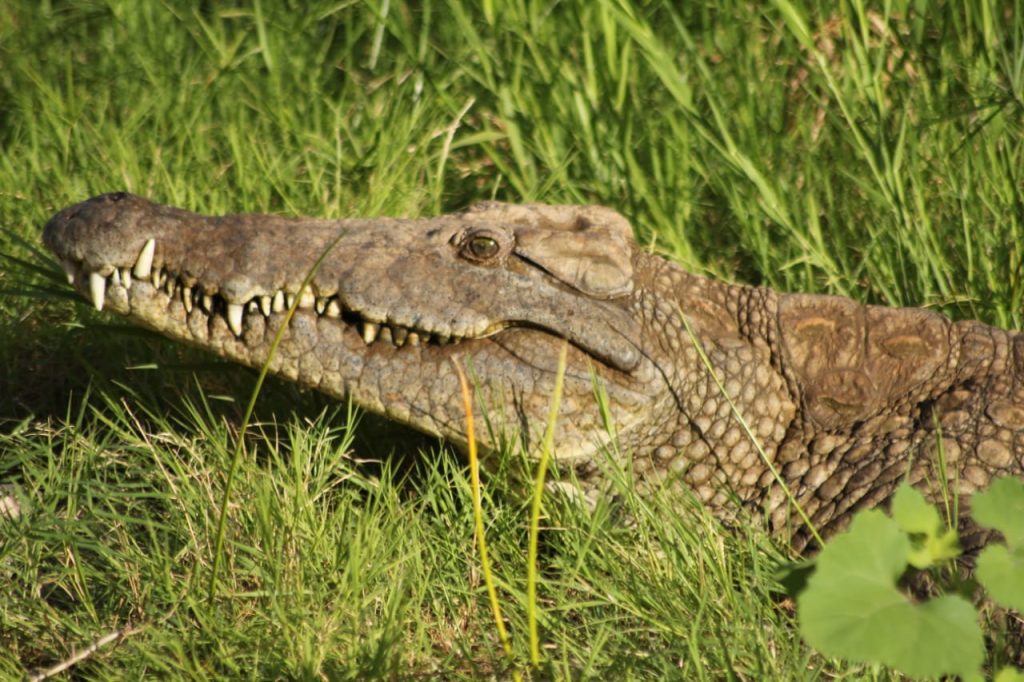 Crocodile in Samburu