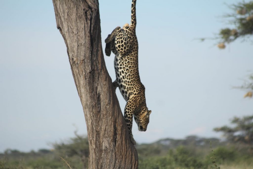 Leopard climbing down a tree in Samburu