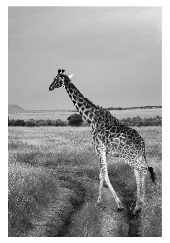 Giraffe