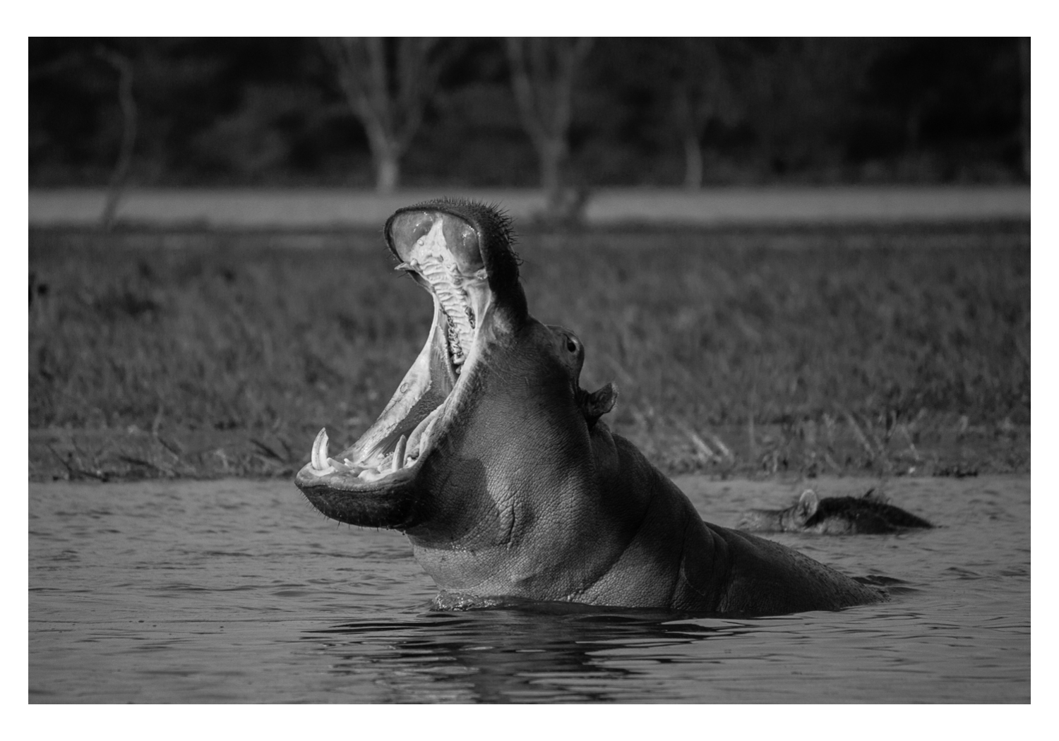 Yawning hippo