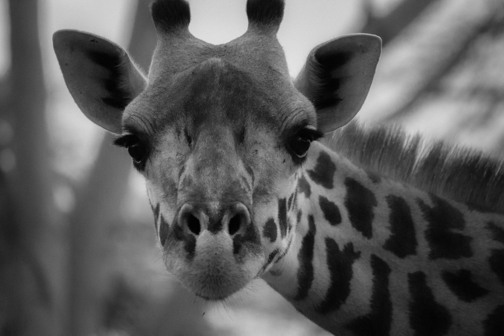 Giraffe looking at the camera