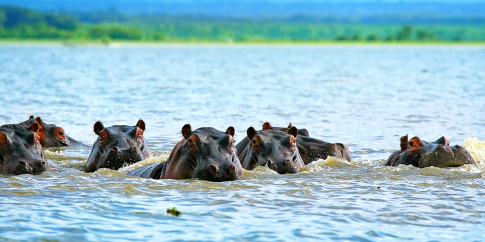 Hippos in Kenya