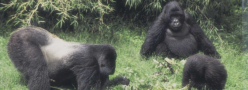 3 gorillas in Uganda