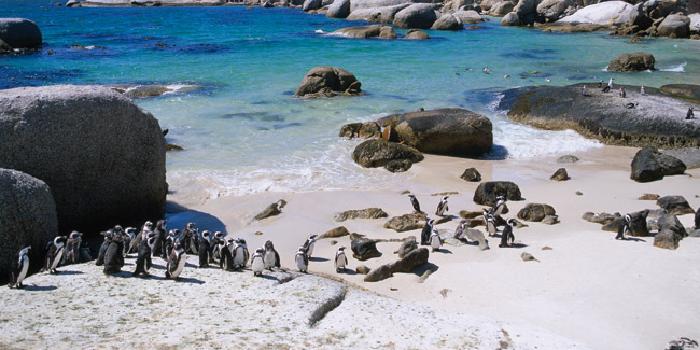 Penguins on Boulders Beach, South Africa