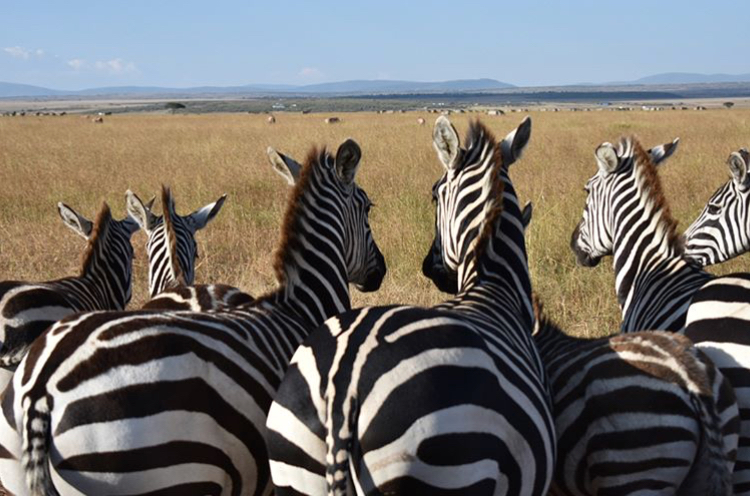 Zebras in Kenya