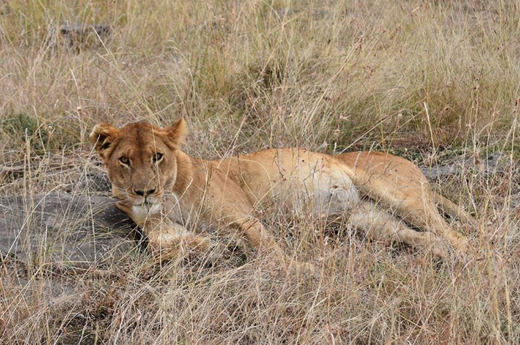 Lion in Kenya