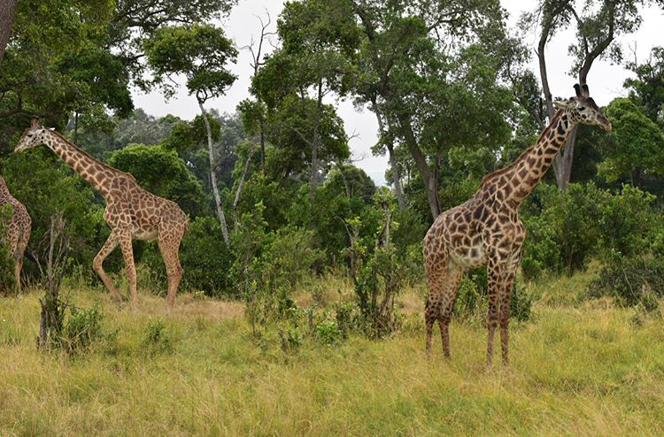 Two giraffes