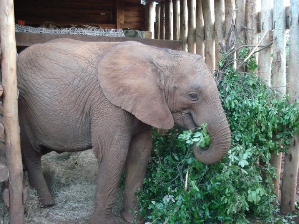 Baby elephant at David Sheldrick Wildlife Trust