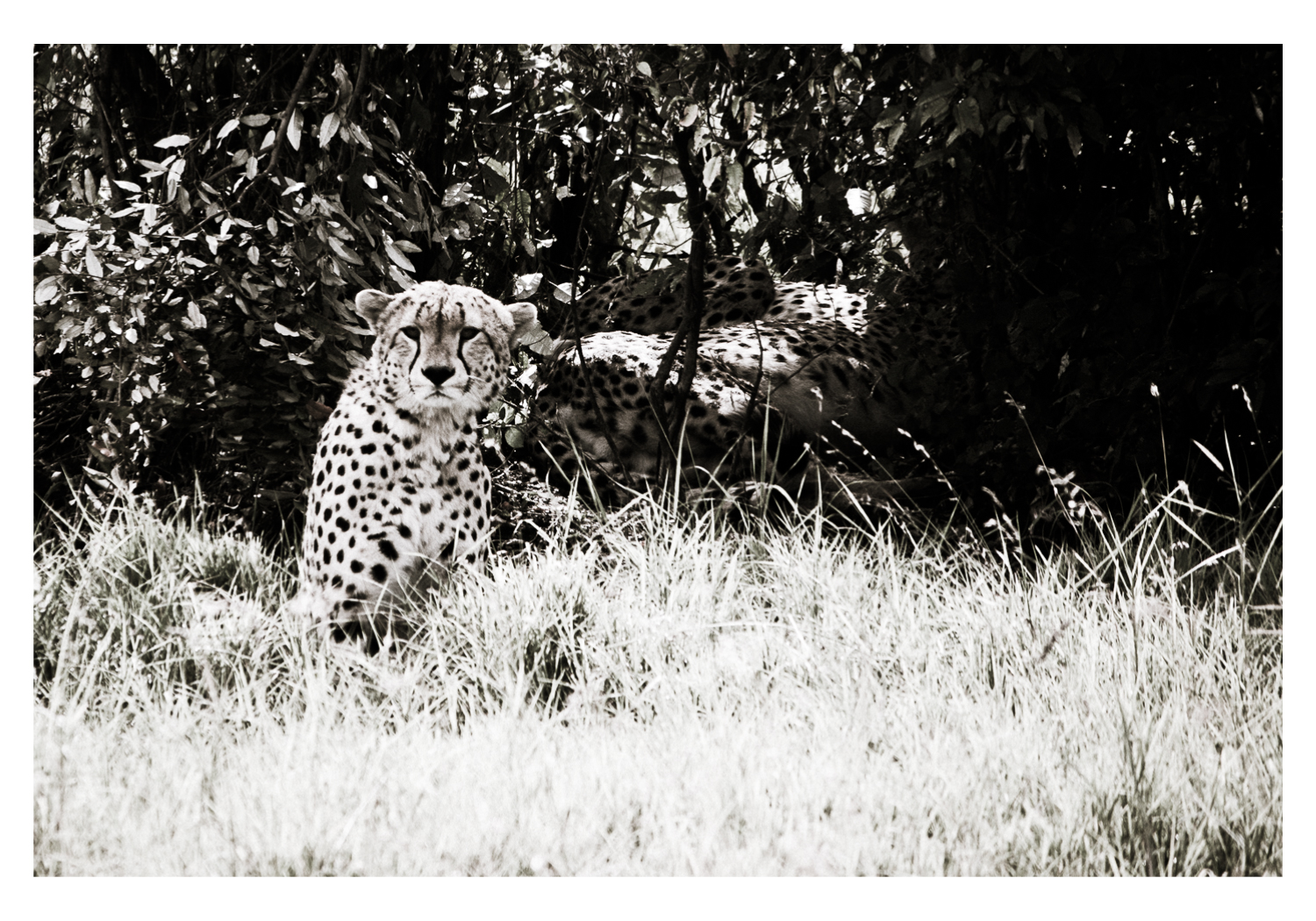 Black and white photo of a cheetah