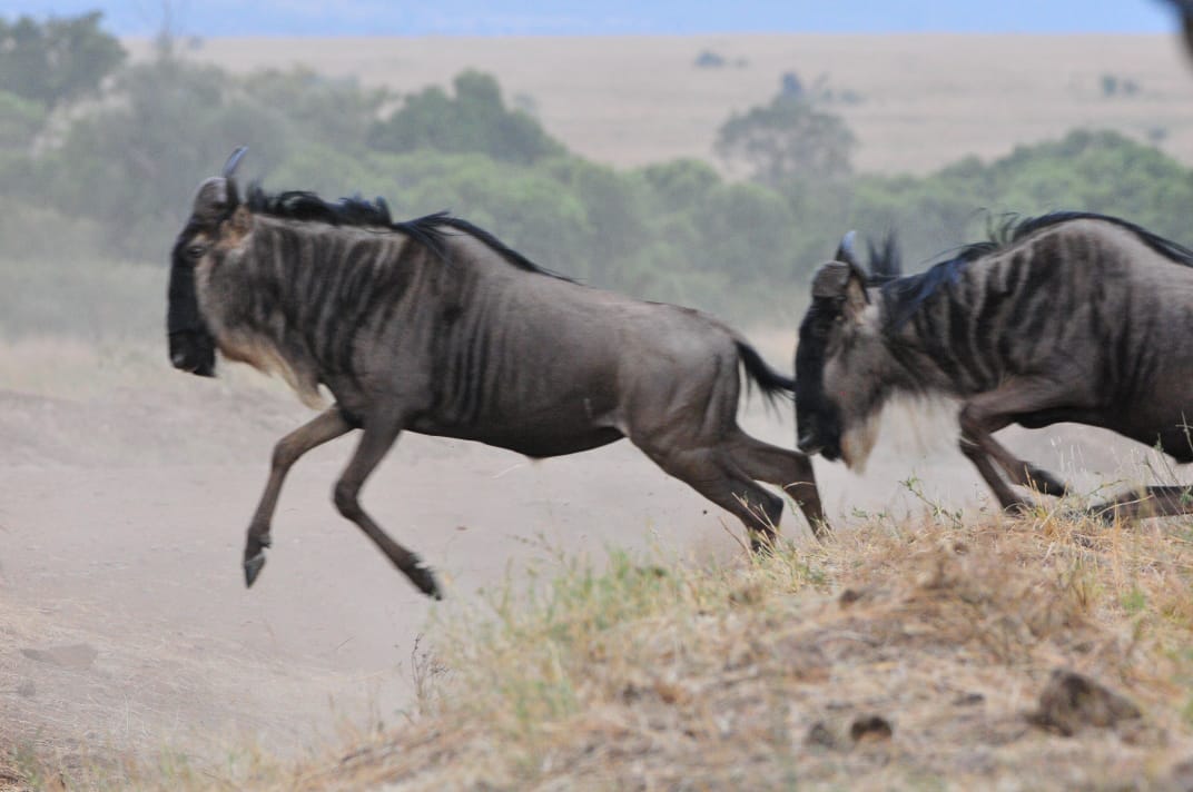 The Wildebeest Migration