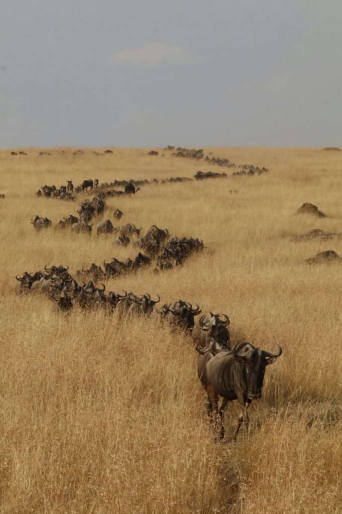 The Wildebeest Migration