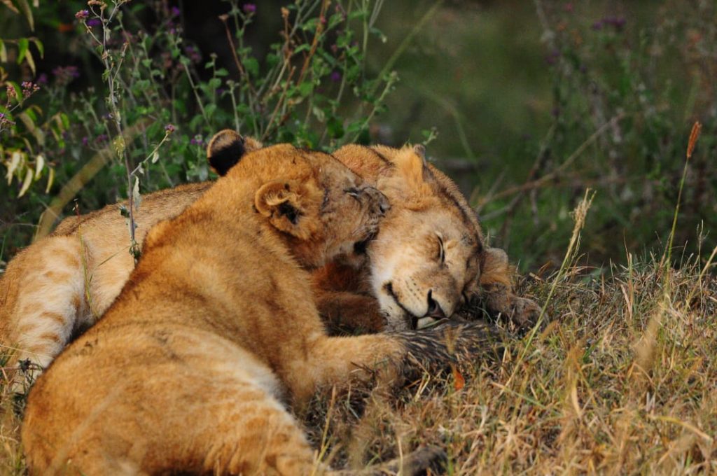 Two lions sleeping