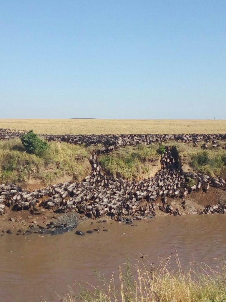 The Wildebeest Migration