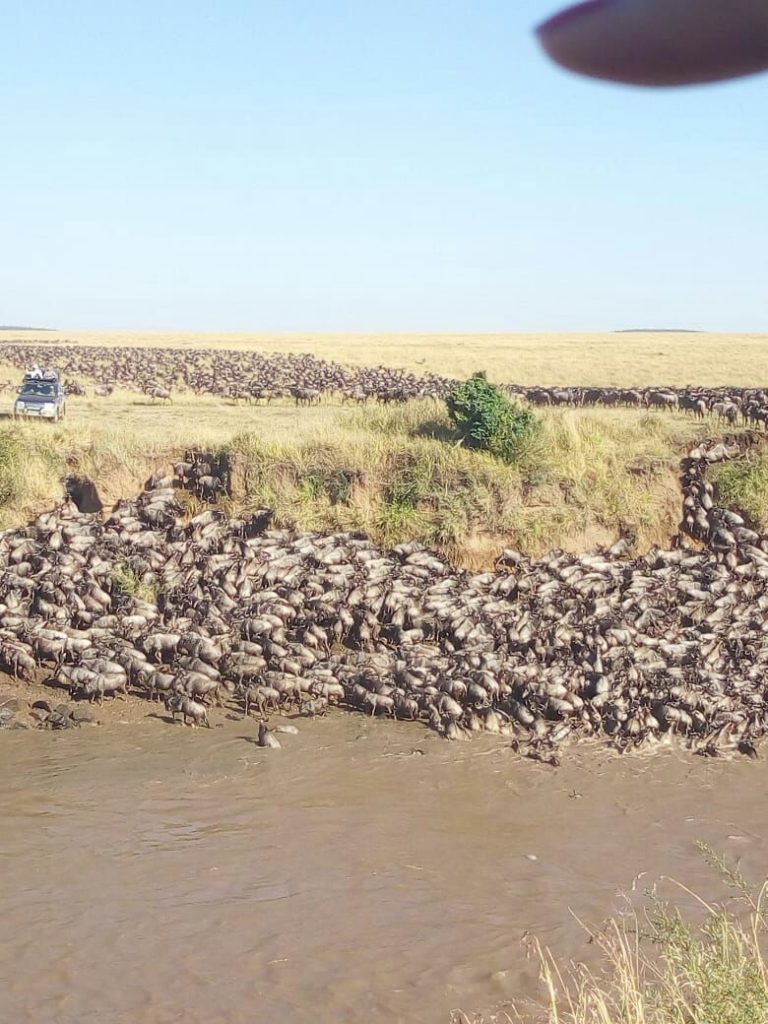 The Wildebeest Migration