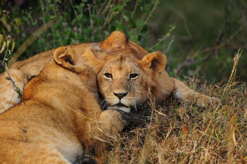 Resting lions