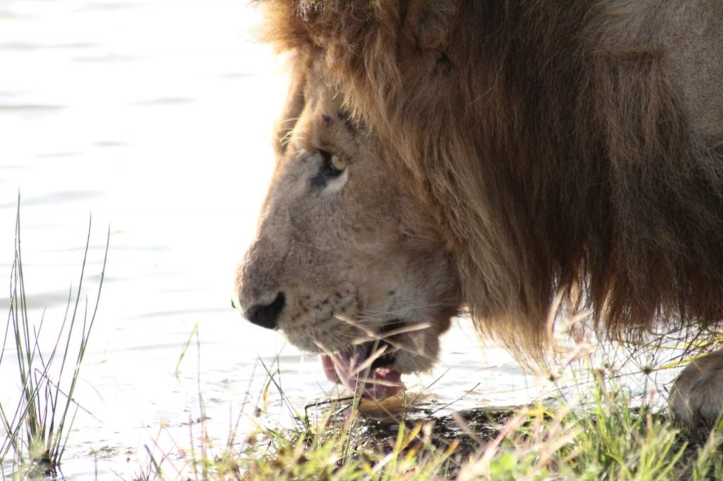 Lion drinking